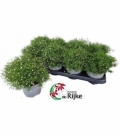 Gypsophila