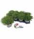 Gypsophila