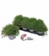 Gypsophila