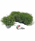 Gypsophila