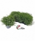 Gypsophila