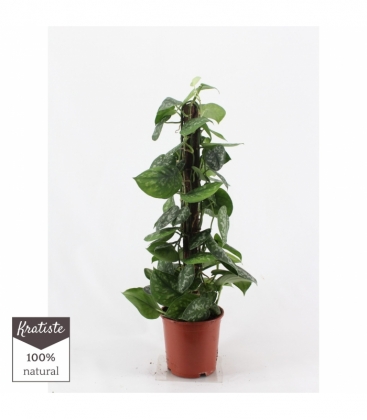 Scindapsus