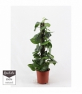 Scindapsus