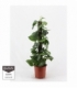 Scindapsus