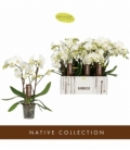 Phalaenopsis