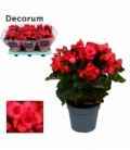 Begonia