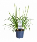 Agapanthus