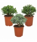 Crassula