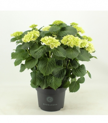 Hydrangea