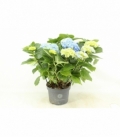Hydrangea