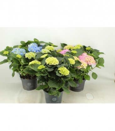 Hydrangea