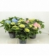 Hydrangea