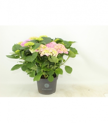 Hydrangea