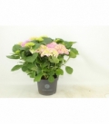 Hydrangea