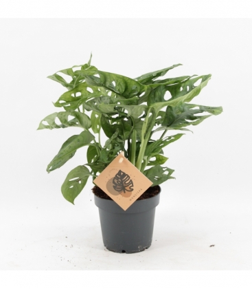 Monstera