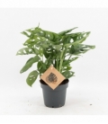 Monstera