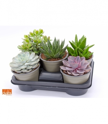 succulents