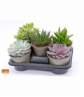 succulents