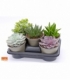succulents
