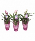 Curcuma