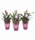 Curcuma