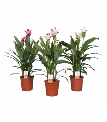 Curcuma