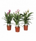 Curcuma