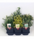 Euonymus