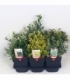 Euonymus