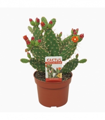 Opuntia
