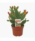 Opuntia