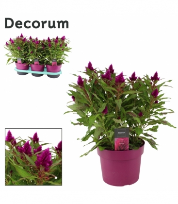 Celosia