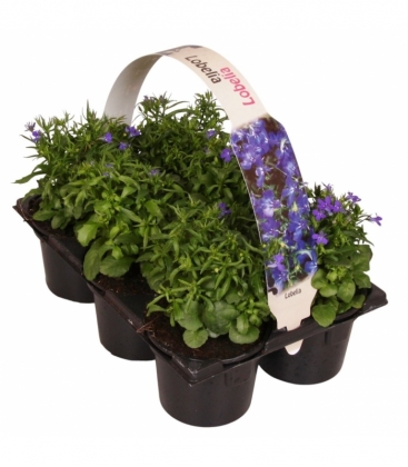 Lobelia