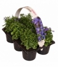 Lobelia