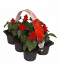 Salvia