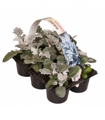 Senecio