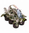 Senecio