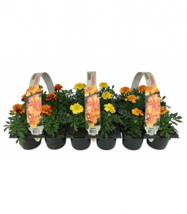 Tagetes