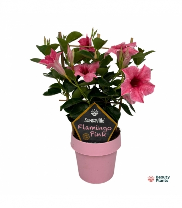 Mandevilla