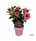 Mandevilla