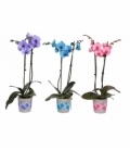 Phalaenopsis