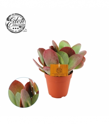 Kalanchoe