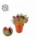 Kalanchoe
