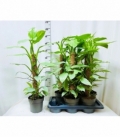 Philodendron