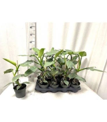 Philodendron