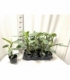Philodendron