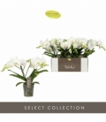 Phalaenopsis