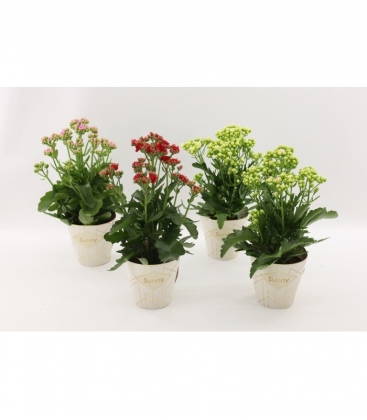 Kalanchoe