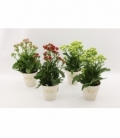 Kalanchoe