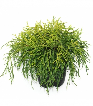 Chamaecyparis